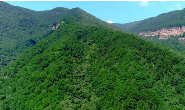 林業(yè)產(chǎn)業(yè)是規(guī)模最大的綠色經(jīng)濟體，對推進(jìn)林業(yè)現(xiàn)代化建設(shè)具有不可替代的作用