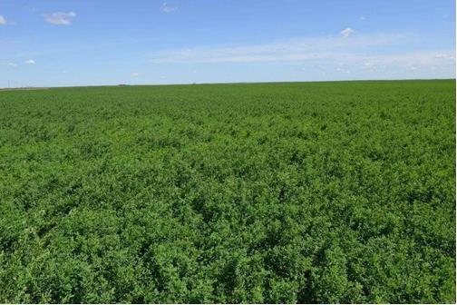 苜蓿種植與奶業(yè)發(fā)展需求相比，仍有很大差距，缺口將持續(xù)存在??