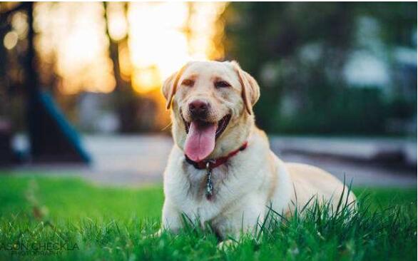 我國寵物行業(yè)市場潛力巨大，其寵物醫(yī)療行業(yè)也水漲船高