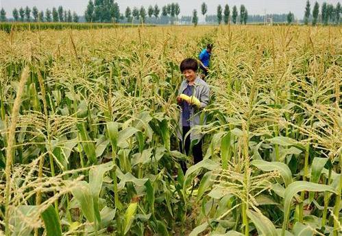 三部委：將水稻、玉米、小麥三大糧食作物制種納入中央財政農(nóng)業(yè)保險保險費補貼目錄