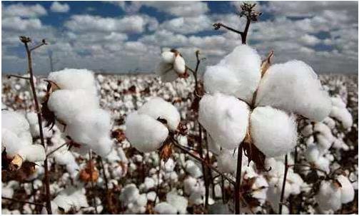 生產成本高、品質中低端與高價格是我國棉花產業(yè)的最主要問題