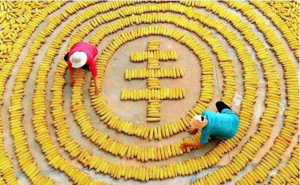 東北三省糧食產(chǎn)量達(dá)到2666億斤，約占全國(guó)糧食總產(chǎn)量的20.3%，黑龍江省繼續(xù)是全國(guó)糧食產(chǎn)量第一大省?????