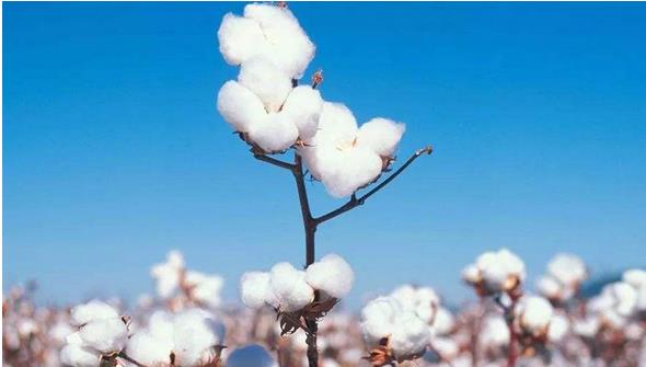 2018年，全國棉花種植面積為3352.3千公頃，比2017年增加157.6千公頃，增長4.9%