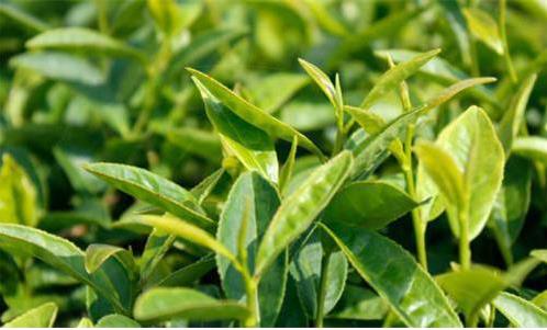 中國白茶產(chǎn)業(yè)持續(xù)呈現(xiàn)出量增價升的態(tài)勢，但更多的是在茶產(chǎn)業(yè)的提質(zhì)增效、轉(zhuǎn)型升級上