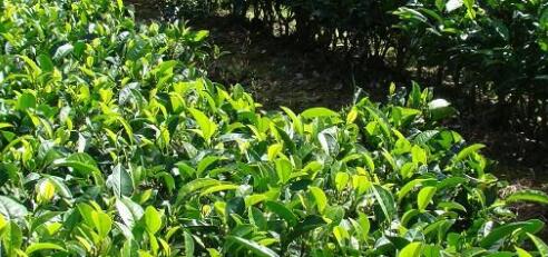 中國(guó)茶葉種植面積已達(dá)290多萬(wàn)公頃居世界第一